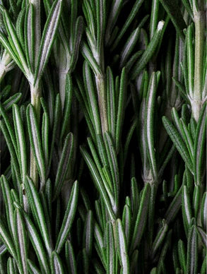 Ramas de romero fresco, ingrediente del aceite Rizelune