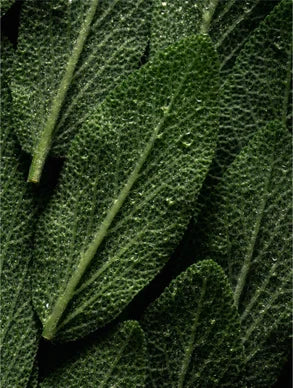 Hojas verdes frescas, ingrediente natural del aceite Rizelune